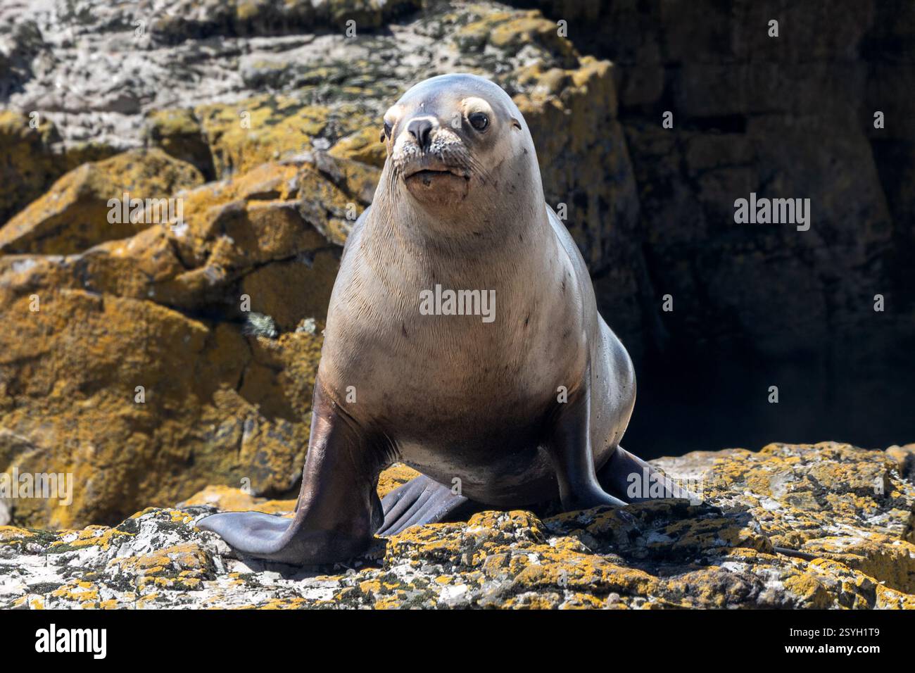 Südliche Seelöwe, weiblich, Cape Bourgainville, Ostinsel, Falklandinseln Stockfoto