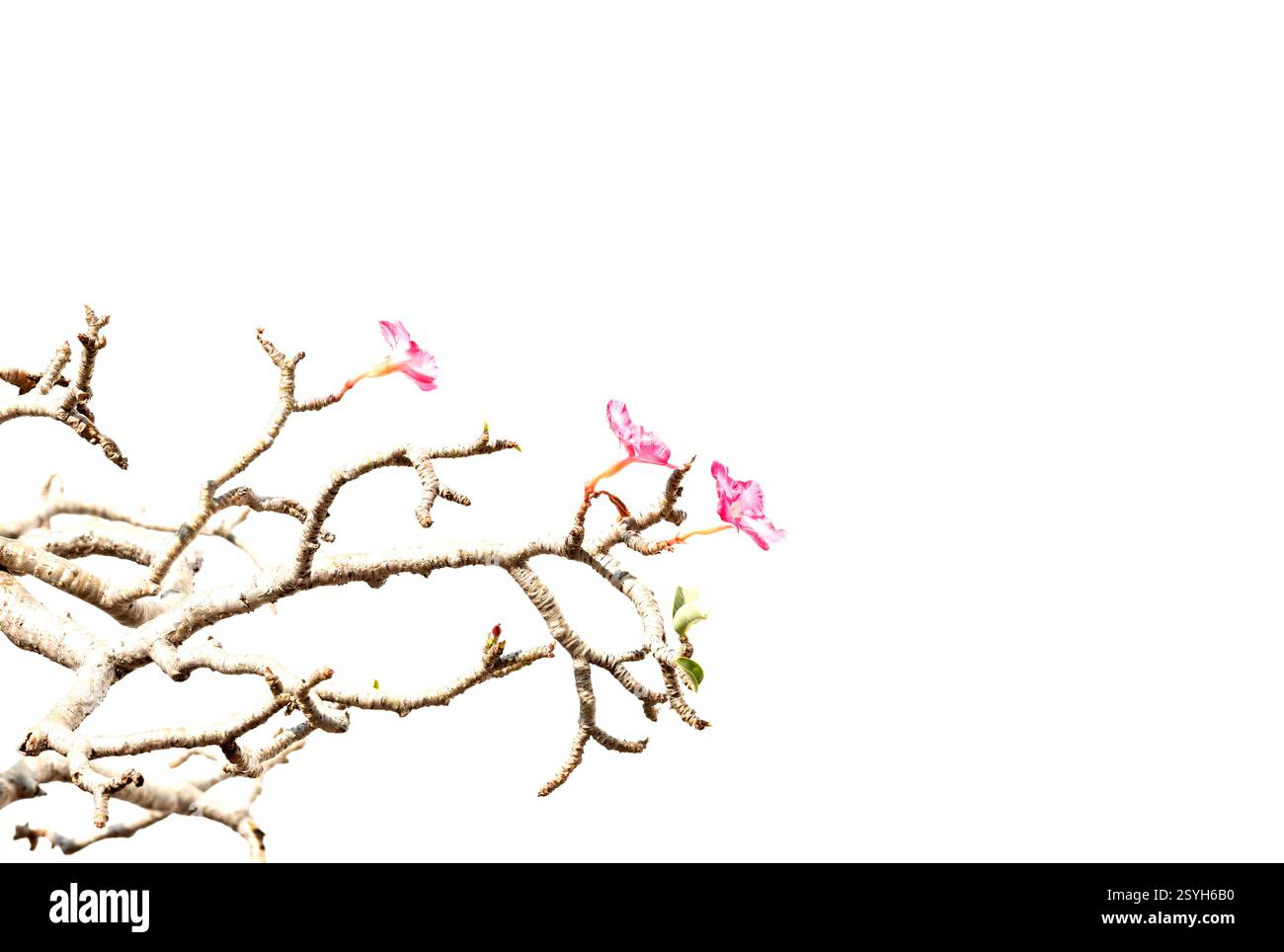 Die Fassade dieses historischen Gebäudes ist mit farbigen Details versehen und stellt einen Charakter, ein Tier oder eine Blume dar. Das Hotel spielt in Bangkok, Thailand, Asien Stockfoto