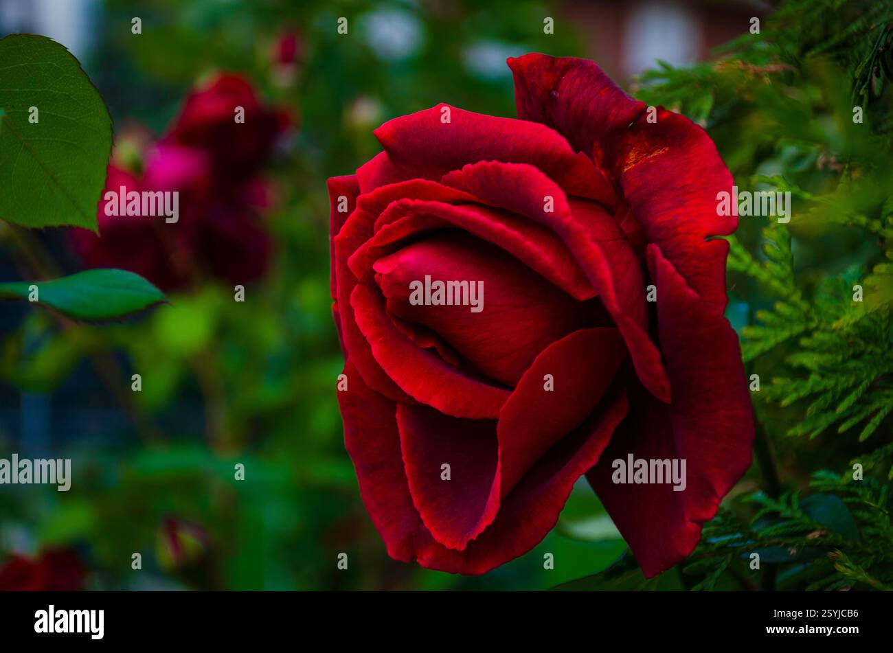 Primo Piano di una Splendida rosa rossa in fiore, con petali vellutati e colori intensi, immersa in un giardino verde e sfocato sullo sfondo Stockfoto