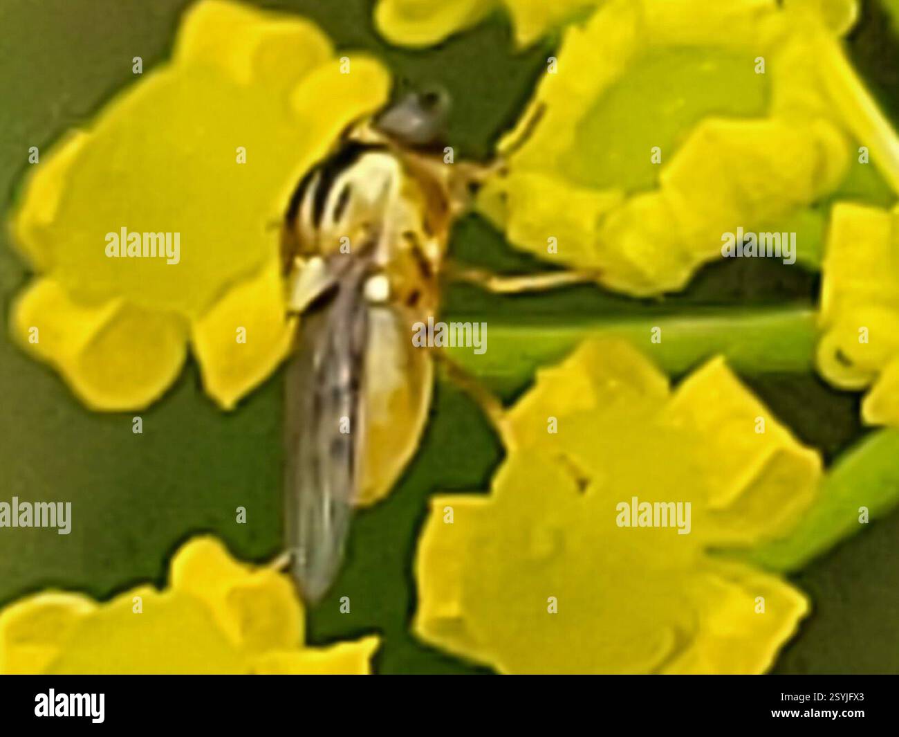 (Thaumatomyia notata), Insecta, 3450 Lillerød, Danmark Stockfoto