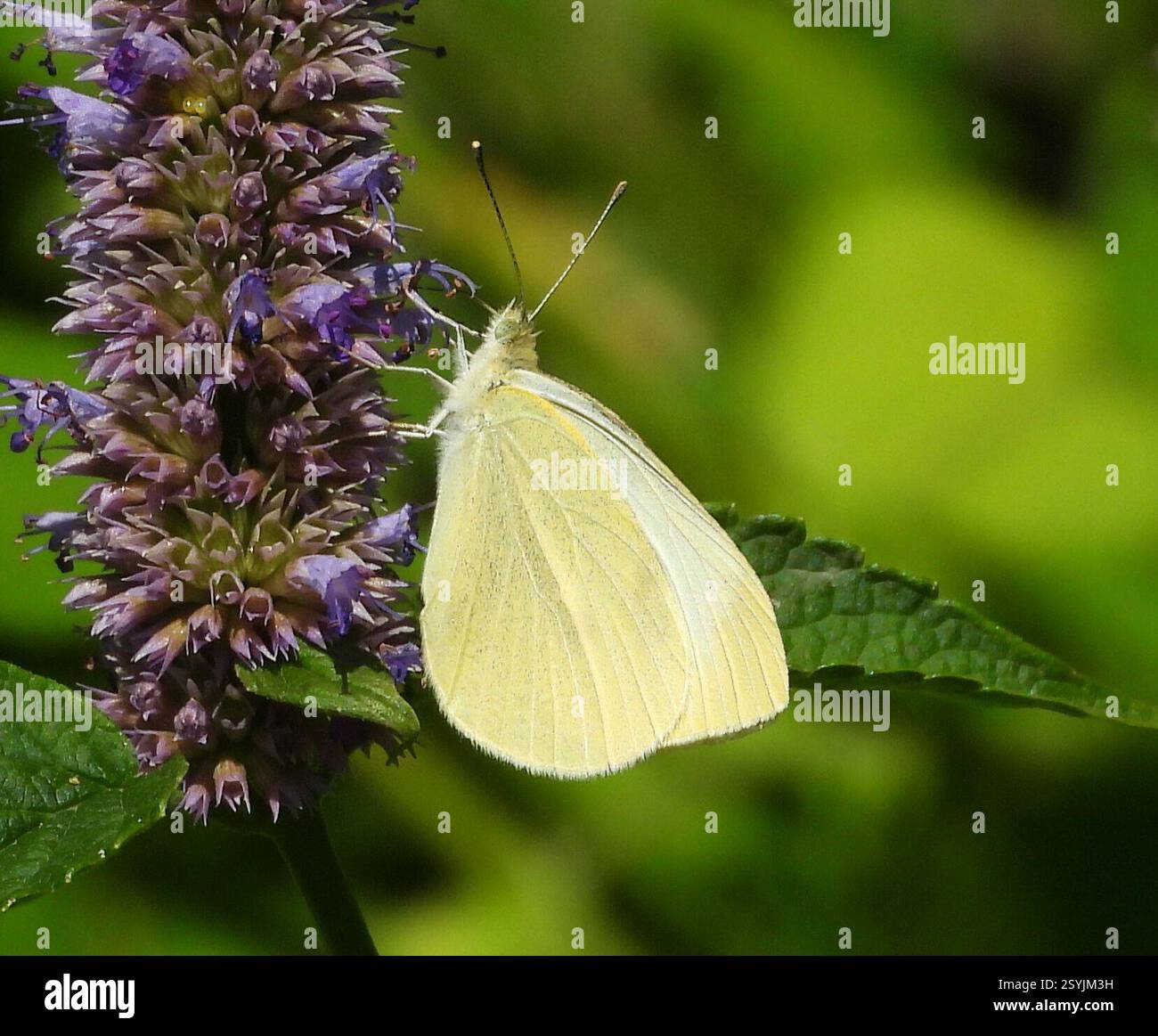 Small White (Pieris rapae), Insecta, 3 Broad ln, Teeterville, AUF N0E 1S0, Kanada, Butterfly ist auf Anise Hyssop. Stockfoto
