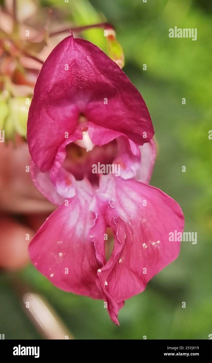 Himalaya-Balsam (Impatiens glandulifera), Plantae, Emilienhofstraße 2, 37154 Northeim, Deutschland, I. glandulifera in der Nähe des Moore Creek Stockfoto