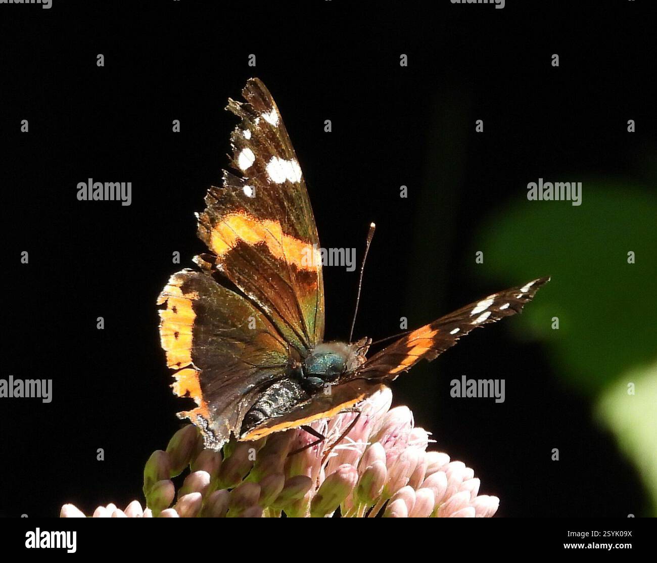 Red Admiral (Vanessa atalanta), Insecta, 3 Broad ln, Teeterville, AUF N0E 1S0, Canada, Butterfly ist auf Joe Pye Weed. Stockfoto