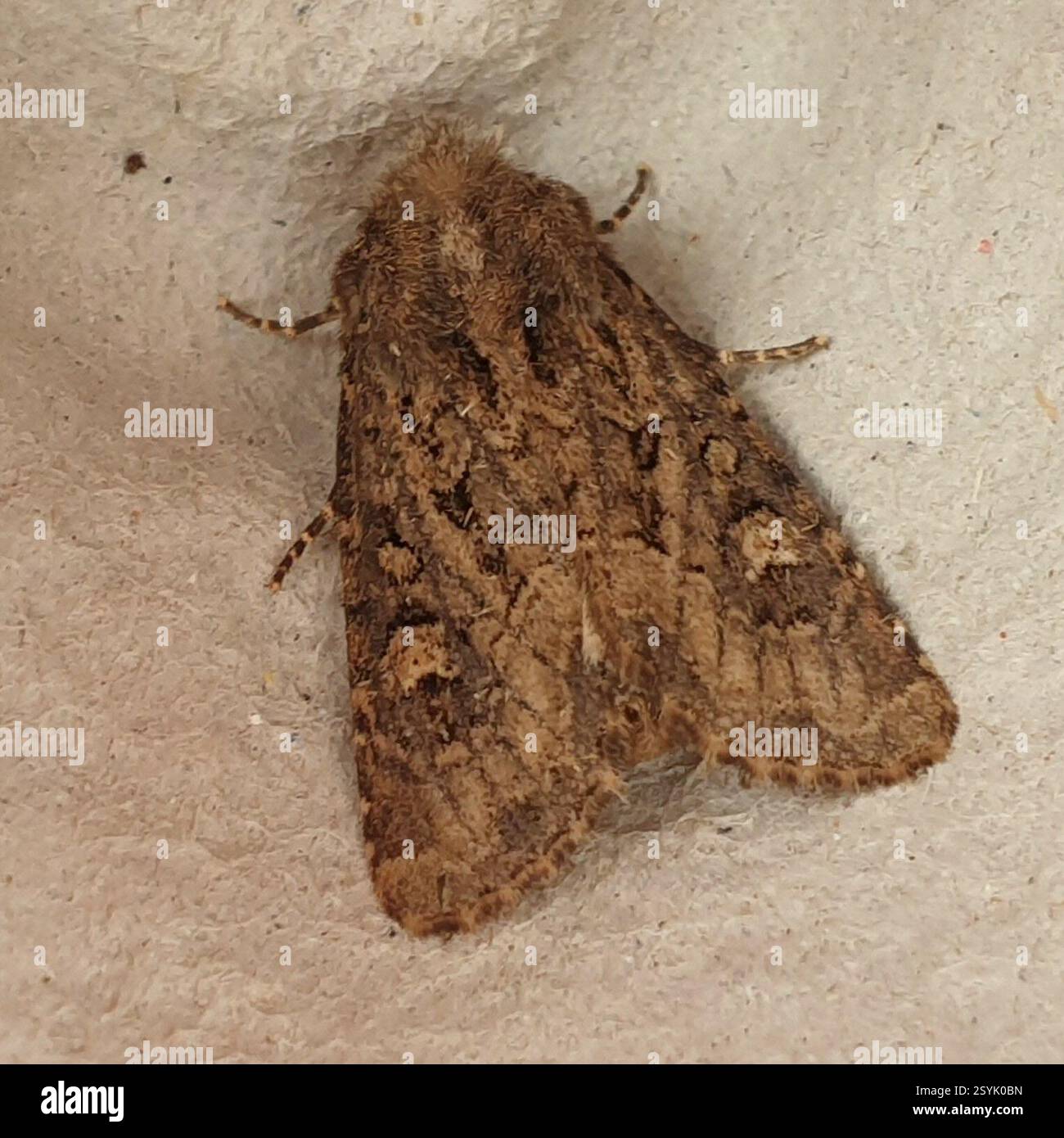Flounced Rustic (Luperina testacea), Insecta, Bedwell Hey Lane, Witchford, Ely CB6 2HG, Großbritannien, gefangen in der Mottenfalle im Obstgarten, dann am nächsten Morgen entlassen Stockfoto