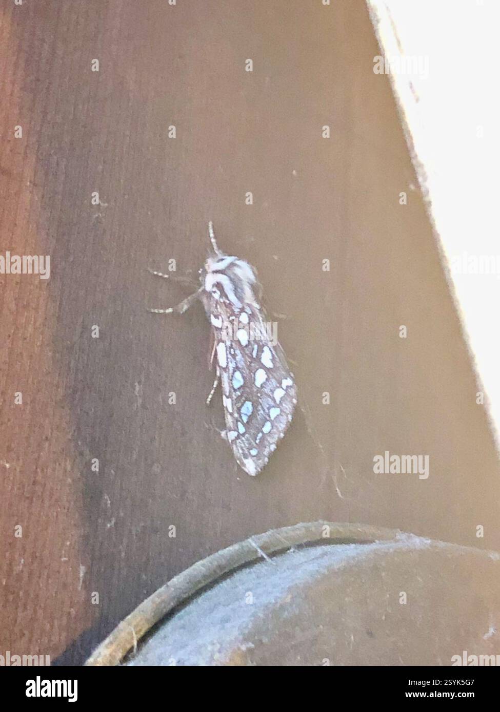 Silberfleckige Tigermotte (Lophocampa argentata), Insecta, Trincomali Channel, Capital, BC, CA Stockfoto