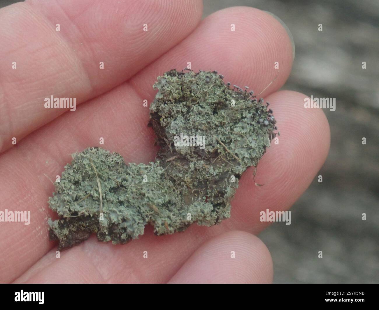 Pilze einschließlich Flechten (Pilze), Pilze, Clinton County, NY, USA, @mohale, Hilfe, bitte! Ich kann mich nicht erinnern, was du gesagt hast. Stockfoto