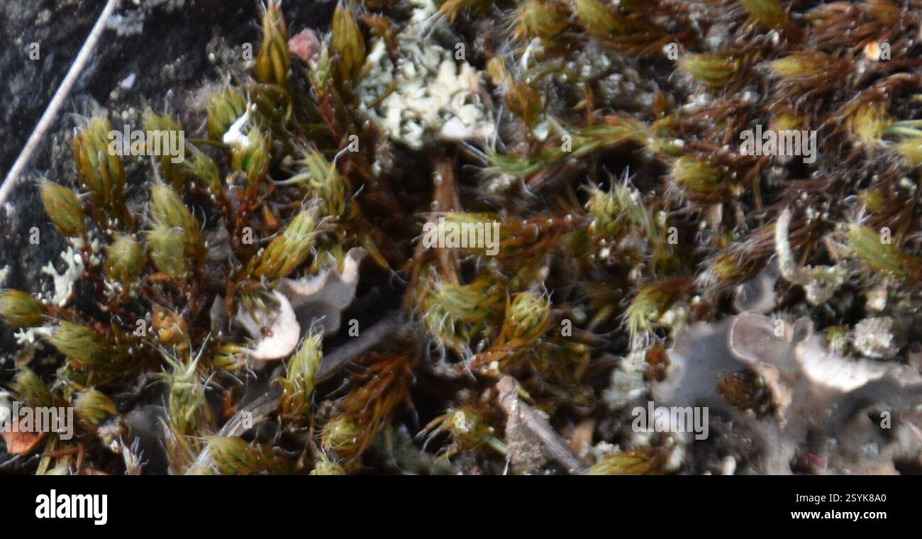 Pflanzen (Plantae), Plantae, Abitibi-Témiscamingue, QC, Kanada Stockfoto Pflanzen (Plantae), Plantae, Abitibi-Témiscamingue, QC, Kanada Stockfoto