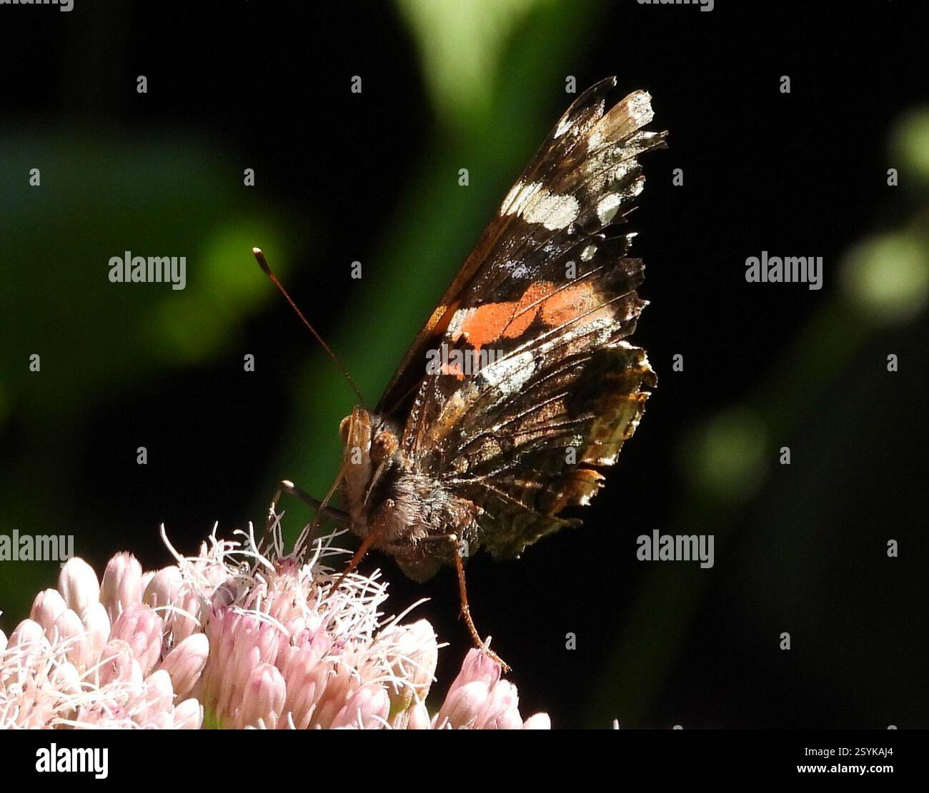 Red Admiral (Vanessa atalanta), Insecta, 3 Broad ln, Teeterville, AUF N0E 1S0, Canada, Butterfly ist auf Joe Pye Weed. Stockfoto