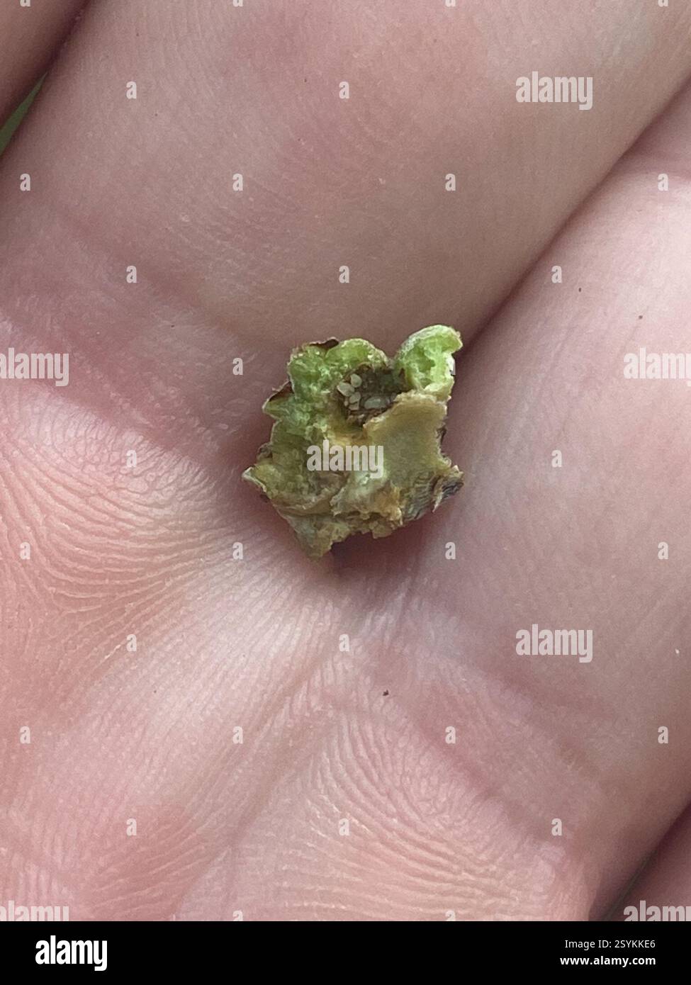 Oak Gall Wasps (Cynipini), Insecta, Fifth St NW, West Fargo, ND, US, Bur Oak Gastgeber. Acornkappe. Stockfoto