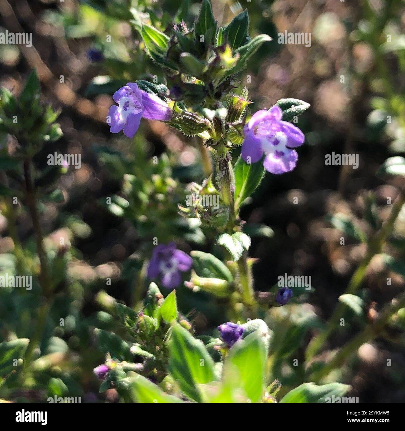 basilikum-Thymian (Clinopodium acinos), Plantae, Walldorf, Baden-Württemberg, DE Stockfoto