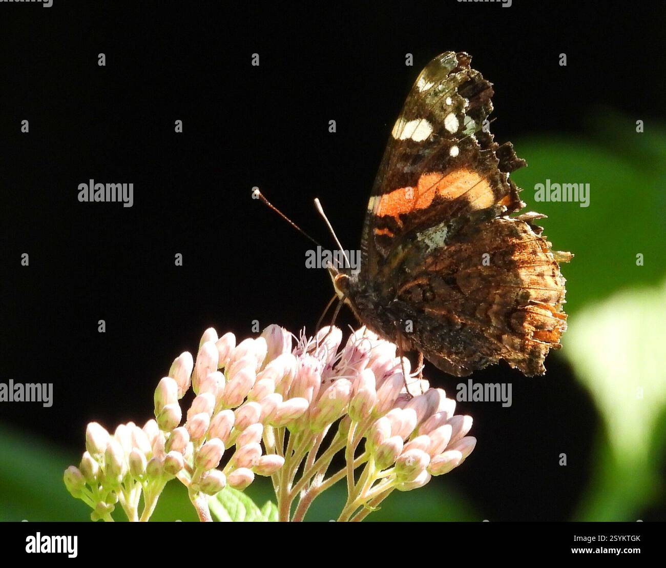 Red Admiral (Vanessa atalanta), Insecta, 3 Broad ln, Teeterville, AUF N0E 1S0, Canada, Butterfly ist auf Joe Pye Weed. Stockfoto