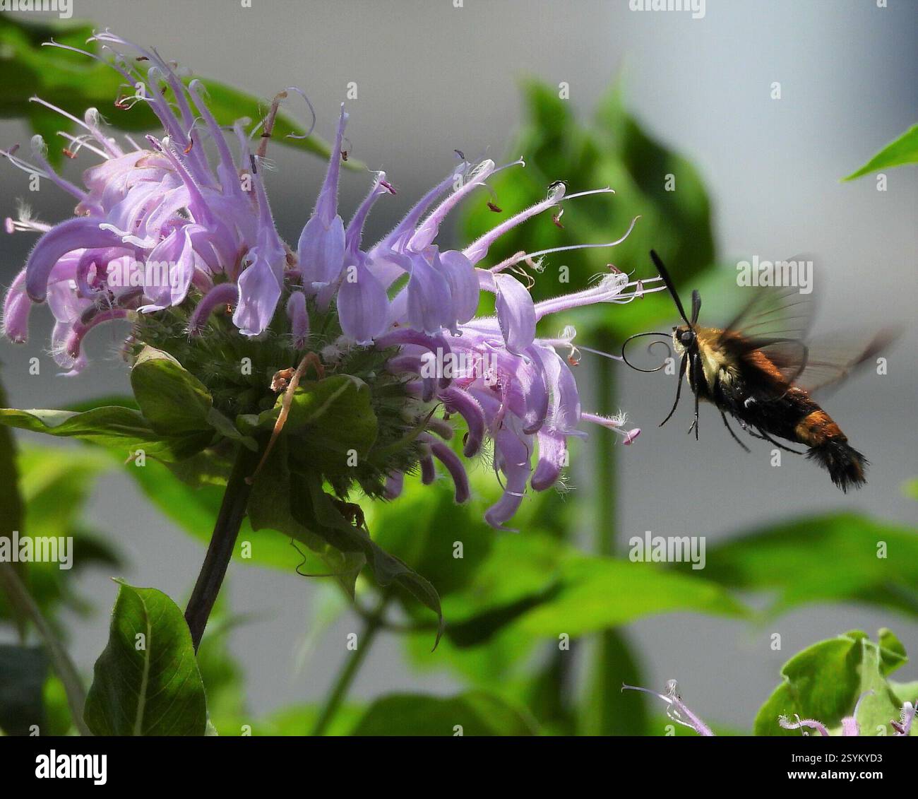 Clearwings and Bee Hawkmoths (Hemaris), Insecta, 3 Broad ln, Teeterville, AUF N0E 1S0, Kanada, Moth ist auf Monarda fistulosa. Stockfoto