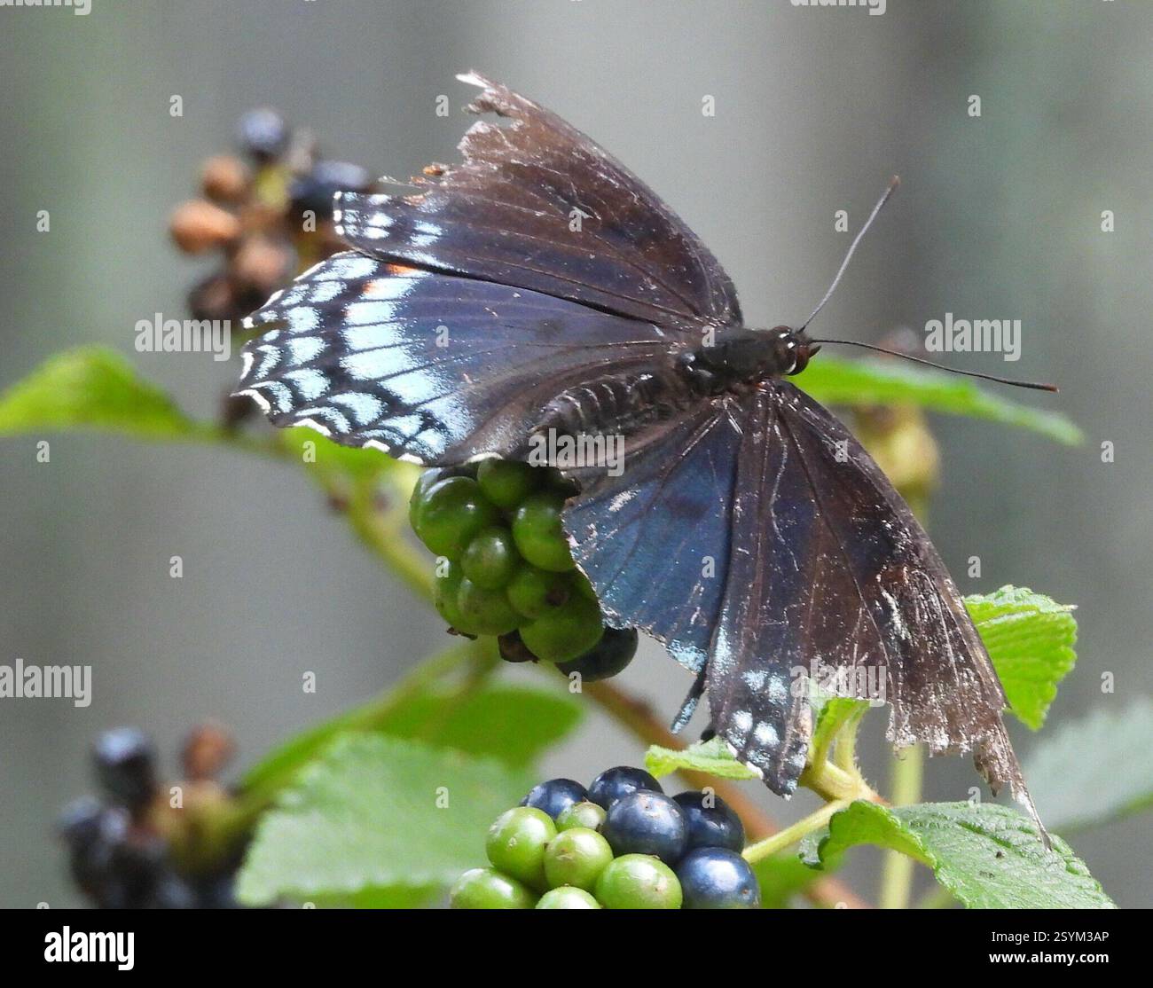 Weißer Admiral x Rotfleckiges Purpur (Limenitis arthemis arthemis x astyanax), Insecta, 3 Broad ln, Teeterville, ON N0E 1S0, Kanada, Butterfly ist auf einem Topf Lantana. Stockfoto