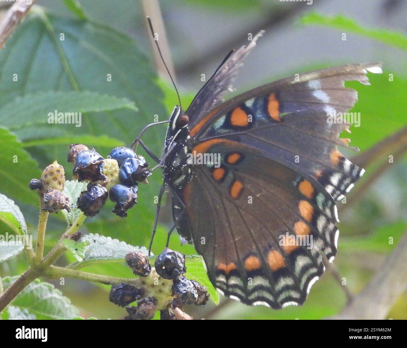 Weißer Admiral x Rotfleckiges Purpur (Limenitis arthemis arthemis x astyanax), Insecta, 3 Broad ln, Teeterville, ON N0E 1S0, Kanada, Butterfly ist auf einem Topf Lantana. Stockfoto