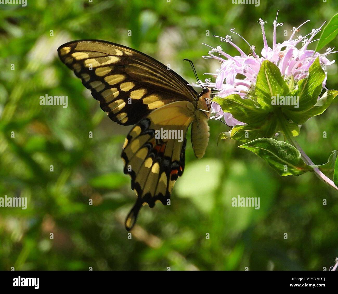 Östlicher Riesenschwalbenschwanz (Heraclides cresphontes), Insecta, 3 Broad ln, Teeterville, AUF N0E 1S0, Kanada, Butterfly ist auf Monarda fistulosa. Stockfoto