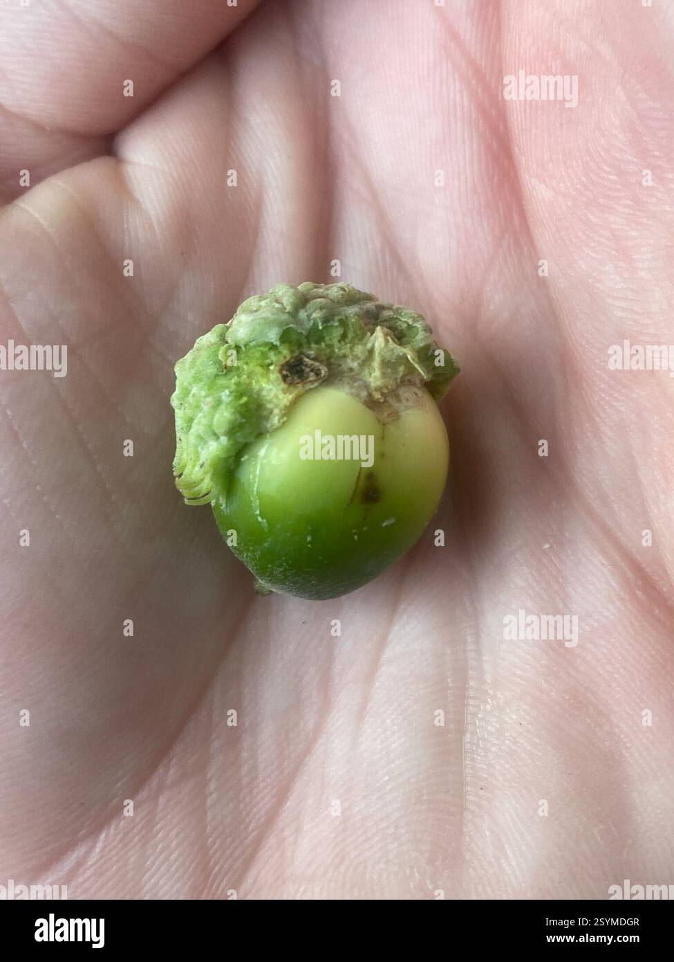 Oak Gall Wasps (Cynipini), Insecta, Fifth St NW, West Fargo, ND, US, Bur Oak Gastgeber. Acornkappe. Stockfoto