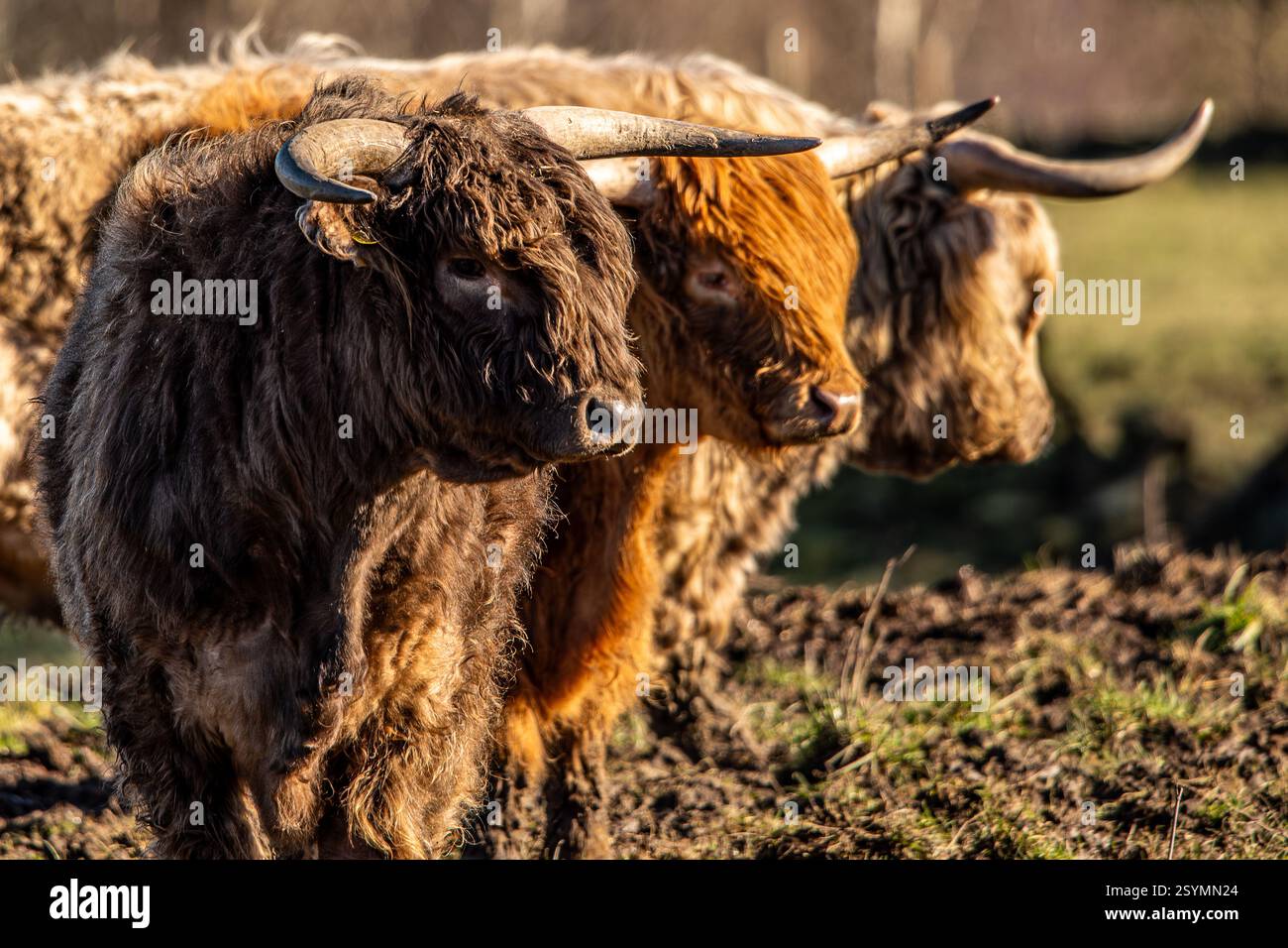 Das Dreigestirn der Hochlandrinder in ländlicher Umgebung. Stockfoto