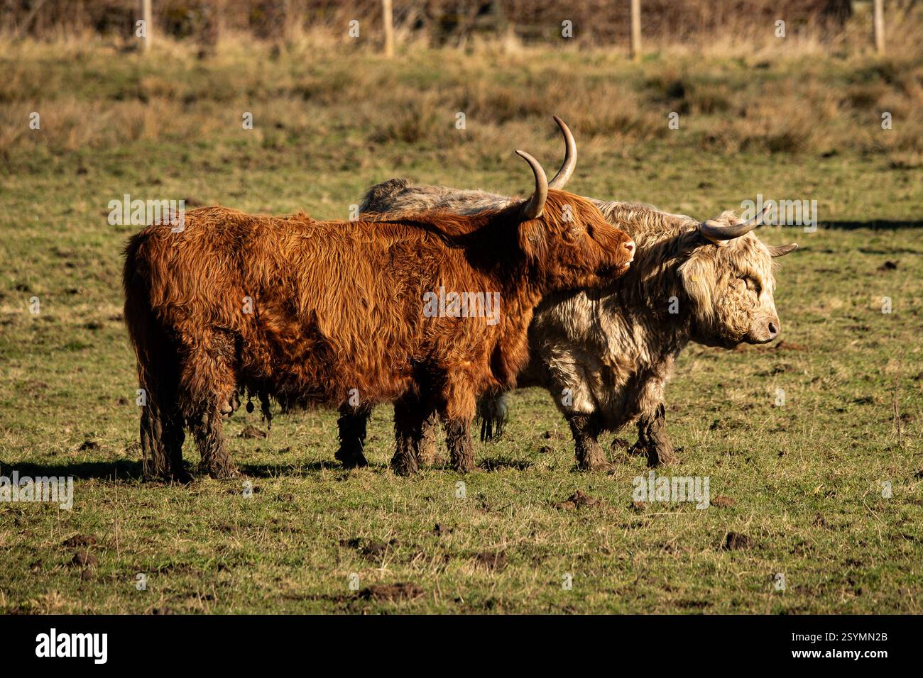 zwei majestätische Hochlandkühe in ländlicher Umgebung. Stockfoto
