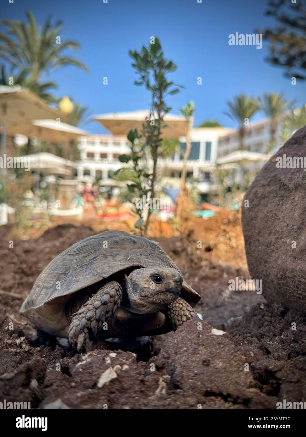Nahaufnahme der Schildkröte auf dem Gelände des Iberostar Waves, Founty Beach Hotel, Agadir, Marokko. - Smartphone-aufgenommenes Stockfoto