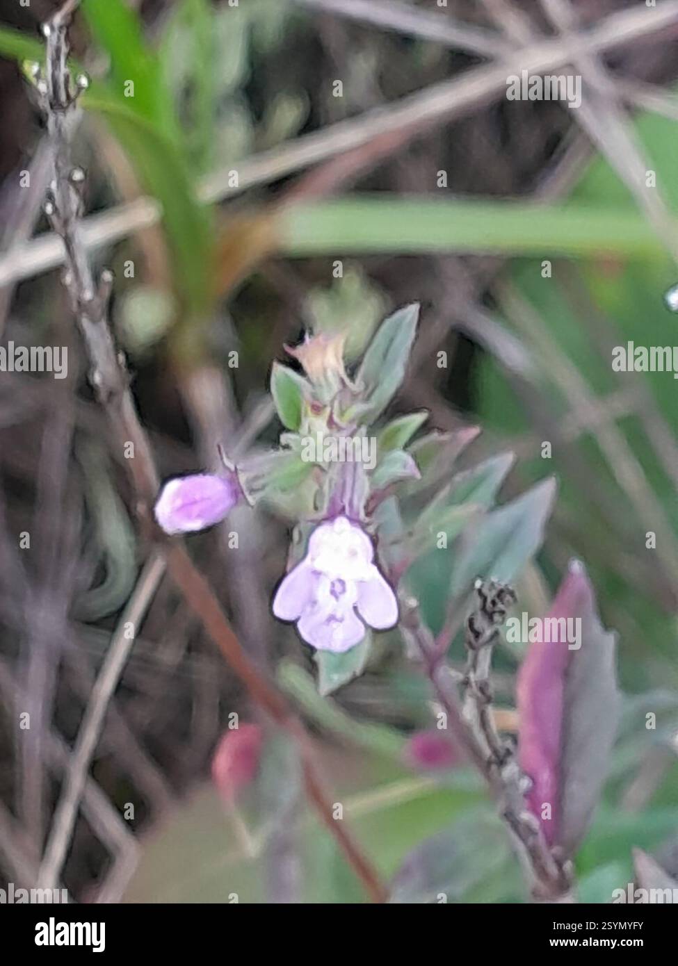 basilikum-Thymian (Clinopodium acinos), Plantae, Kiskőrös, HU-BK, HU Stockfoto