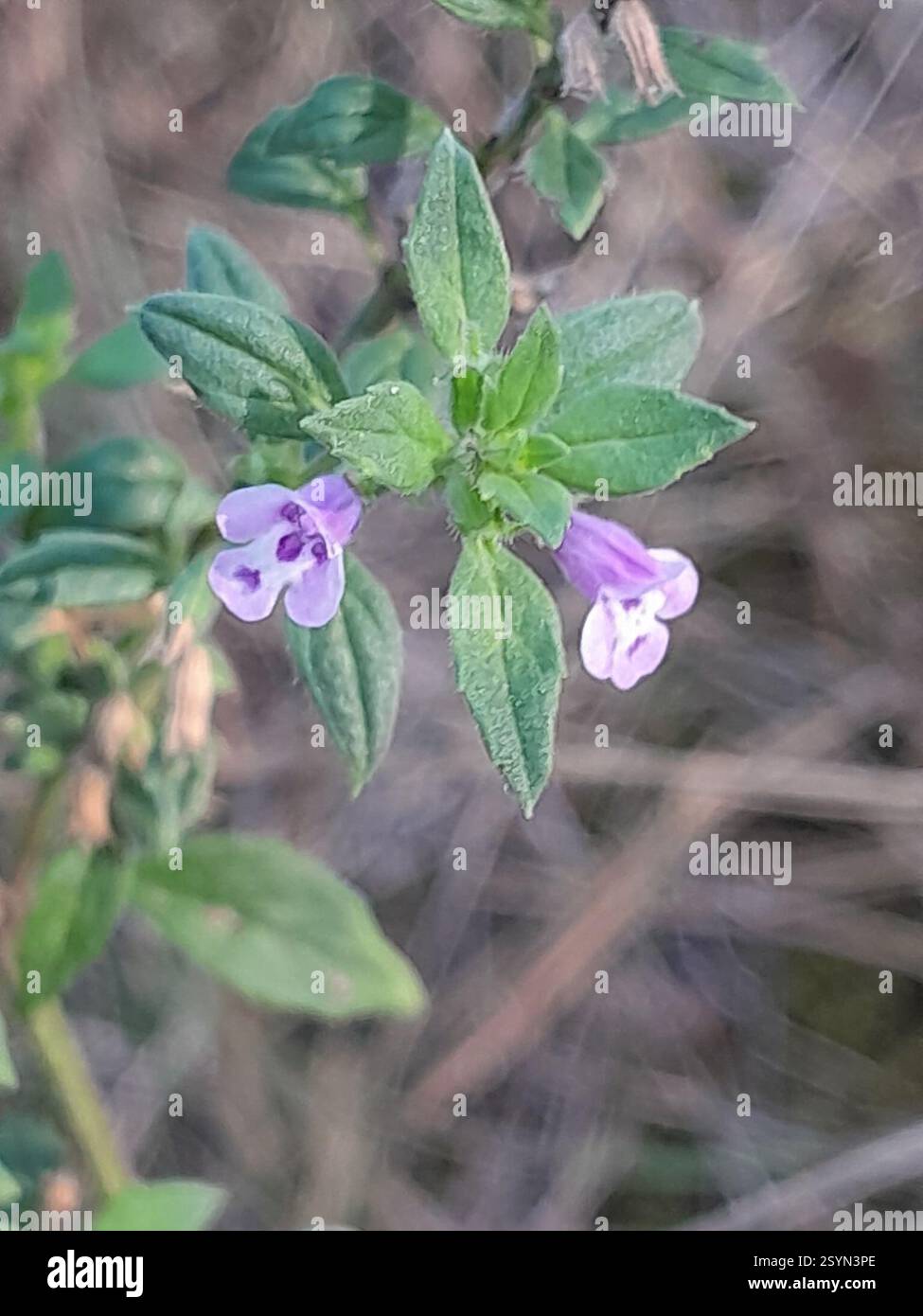 basilikum-Thymian (Clinopodium acinos), Plantae, Izsák, 6070 Magyarország Stockfoto