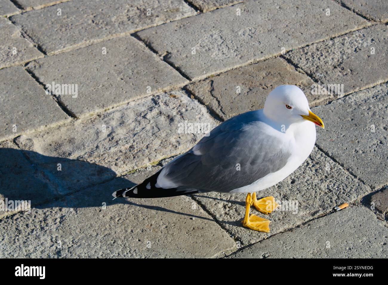 Eine Nahaufnahme einer Möwe in Venedig, mit hellen weißen Federn und einem scharfen, rot gespitzten Schnabel. Seine Augen sind von einem dünnen roten Ring umgeben. Stockfoto