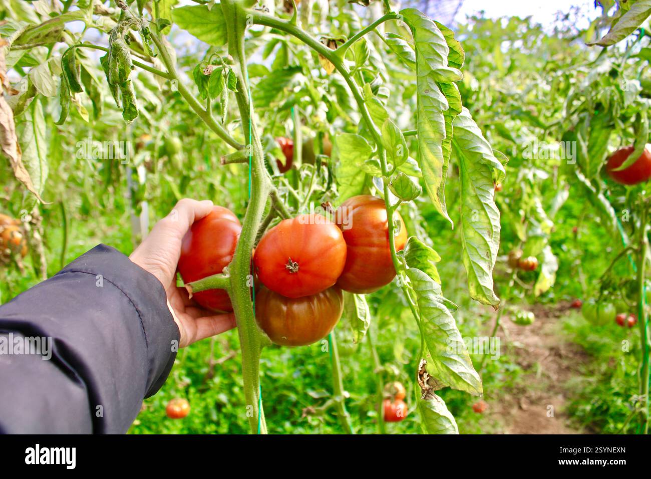 Handpflücken reifer Erbstücke in einem Gewächshaus. Bio-Landwirtschaft und Frischprodukte mit leuchtenden roten Tomaten auf der Rebe. Stockfoto