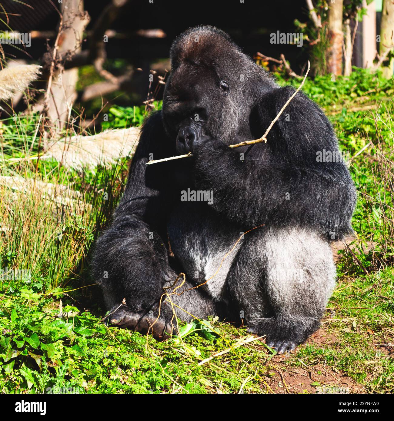 Ein majestätischer Silberrücken-Gorilla sitzt nachdenklich auf dem Gras, scheinbar verloren, als er an einem Zweig kaut. Dieses Verhalten ist bei Gorillas üblich Stockfoto