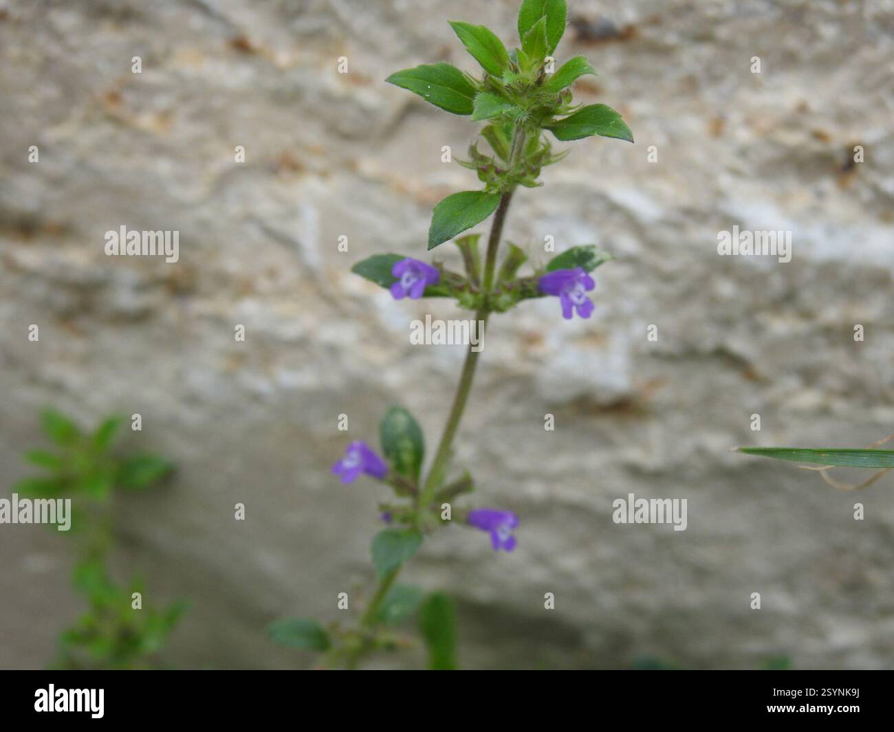 basilikum-Thymian (Clinopodium acinos), Plantae, Mannheim, Deutschland Stockfoto
