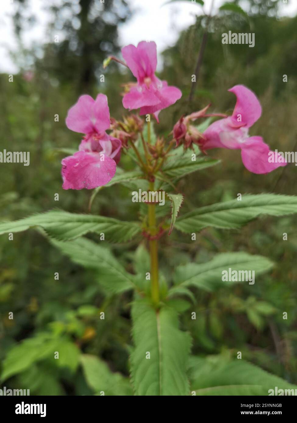 Himalaya-Balsam (Impatiens glandulifera), Plantae, Nörten-Hardenberg, Deutschland, große Population von I. glandulifera, die eine Rodung bedeckte, wurden durch Dürre und rindenbeatles getötet Stockfoto