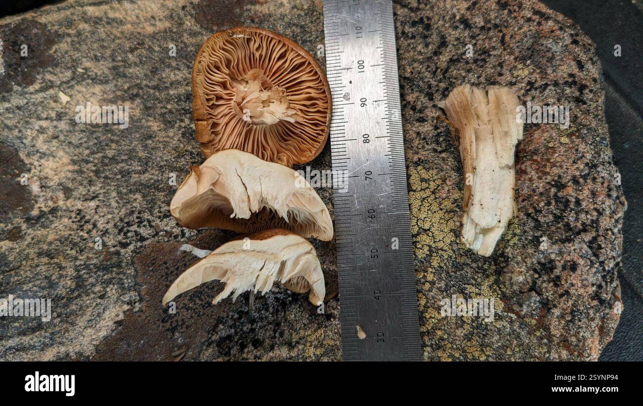 Pilze und Alliierte (Agaricales), Pilze, Huerfano County, CO, USA, 11.200k Höhe, San Isabel National Forest Ecology: wächst in der Fichtenzone in einem Abschnitt von gefällten/verbrannten Baumstümpfen, keine Waldbedeckung, Klumpen zwischen Boden und äußerer Rinde. Mittel: Bodenkappe: Konvexe Kiemen: Überfüllter Stiel: Fibrillöse Sporen Druck: N/A Geschmack: Mild, angenehme Angewohnheit: Gesellig, überfüllt KOH/Blutergüsse/Oxidation: Nicht reaktiv. Mehrere Gruppen dieses Pilzes wurden in einem ca. 3 m großen Gebiet mit den gleichen Anbaubedingungen gefunden. Stockfoto