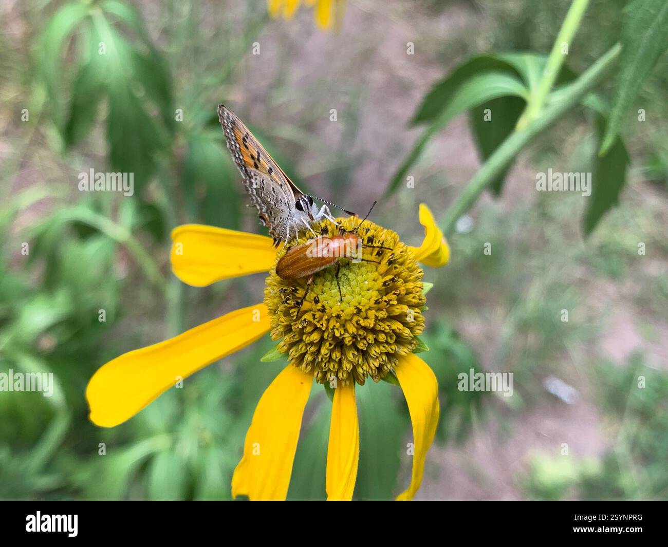 (Zonitis), Insecta, East Fork Jemez River, Jemez Springs, NM, USA Stockfoto