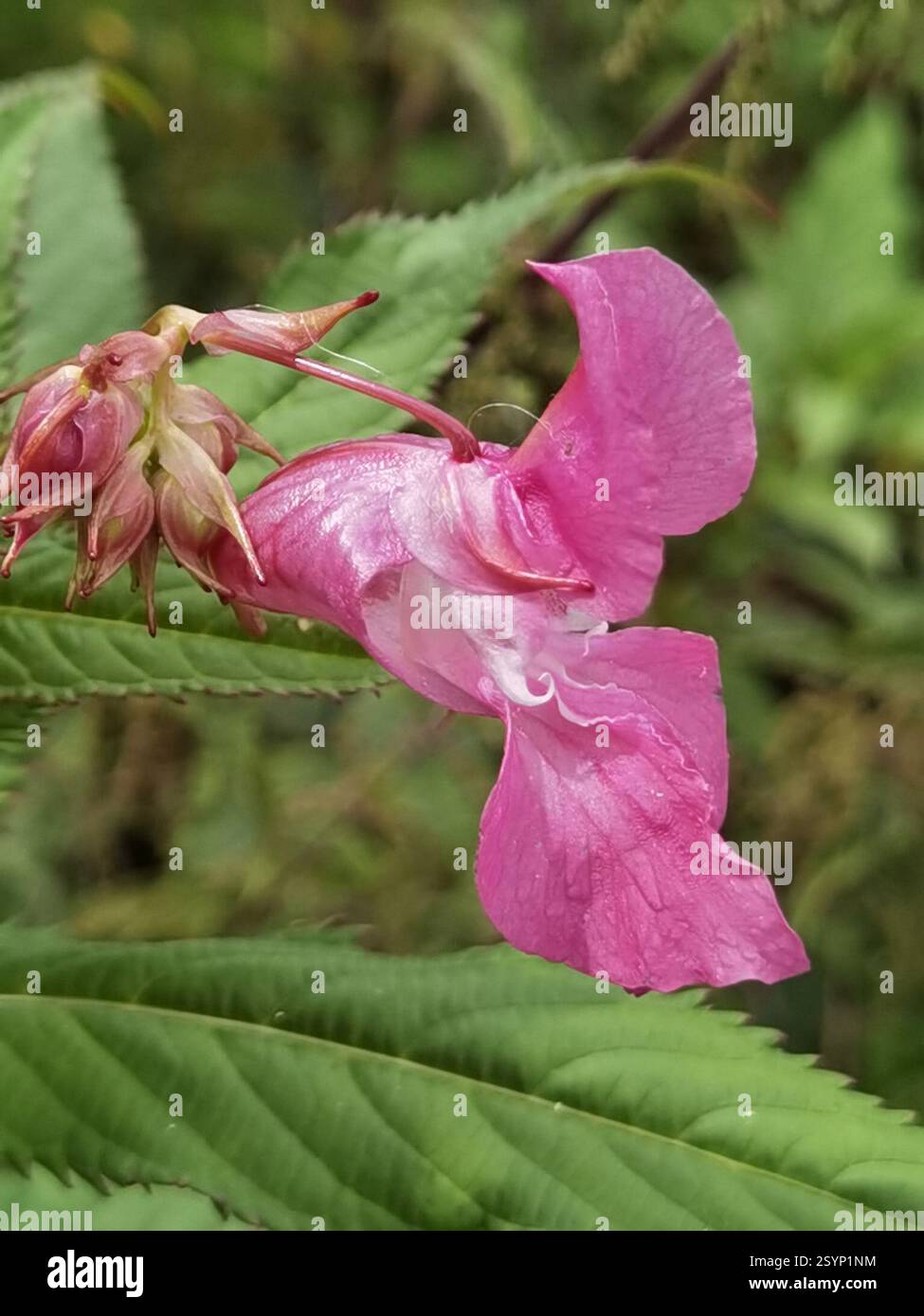 Himalaya-Balsam (Impatiens glandulifera), Plantae, Nörten-Hardenberg, Deutschland, große Population von I. glandulifera, die eine Rodung bedeckte, wurden durch Dürre und rindenbeatles getötet Stockfoto