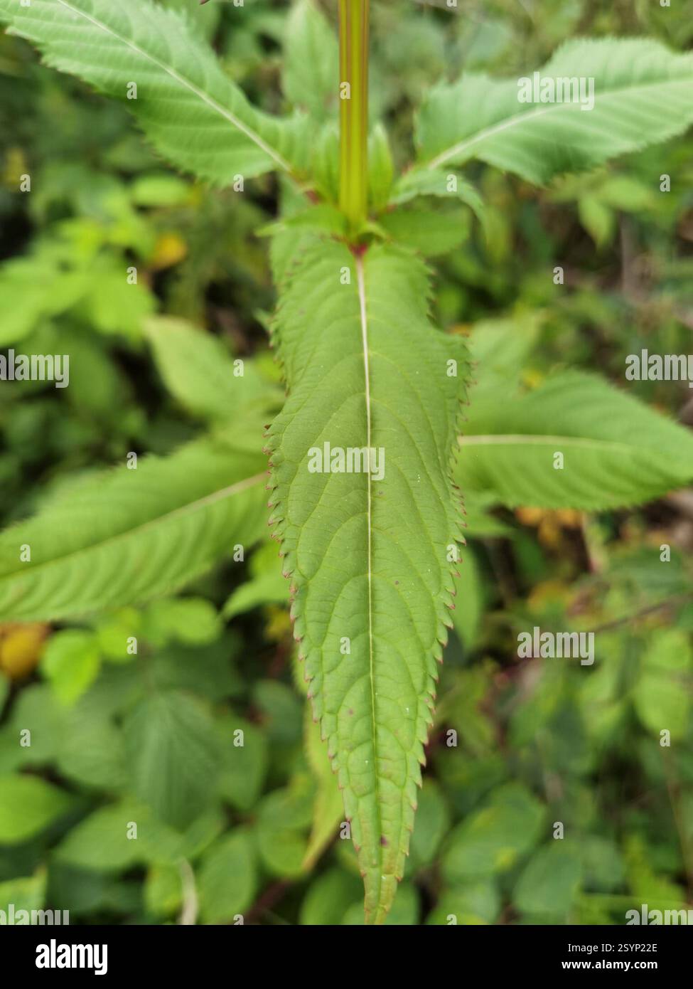 Himalaya-Balsam (Impatiens glandulifera), Plantae, Nörten-Hardenberg, Deutschland, große Population von I. glandulifera, die eine Rodung bedeckte, wurden durch Dürre und rindenbeatles getötet Stockfoto