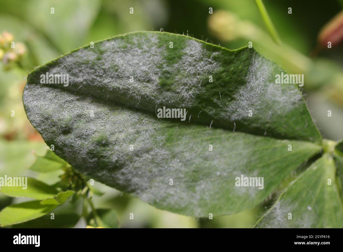Aldi gruppe -Fotos und -Bildmaterial in hoher Auflösung – Alamy