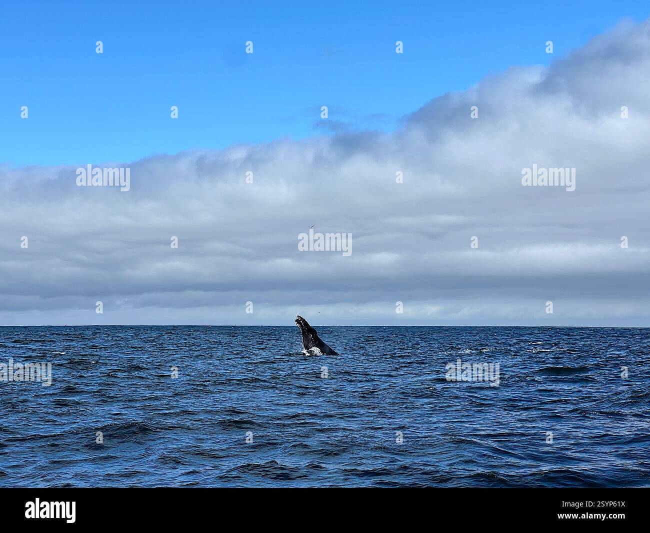Ein Buckelwal bricht in der Monterey Bay und zeigt seine Kraft und Anmut unter einem bewölkten Himmel – ein atemberaubender Anblick für Naturliebhaber. - Smartphone-aufgenommenes Stockfoto