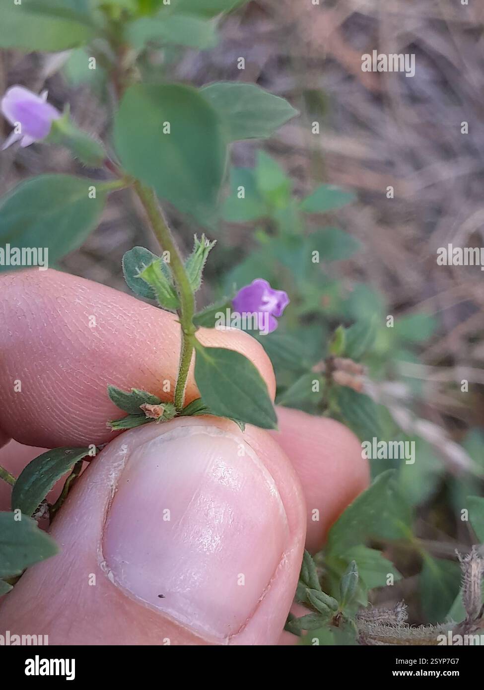 basilikum-Thymian (Clinopodium acinos), Plantae, Izsák, 6070 Magyarország Stockfoto