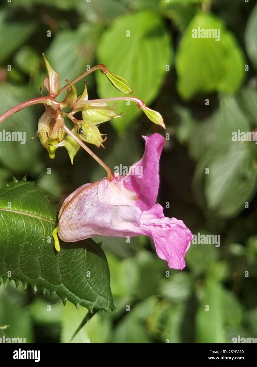 Himalaya-Balsam (Impatiens glandulifera), Plantae, Emilienhofstraße 2, 37154 Northeim, Deutschland, I. glandulifera in der Nähe des Moore Creek Stockfoto