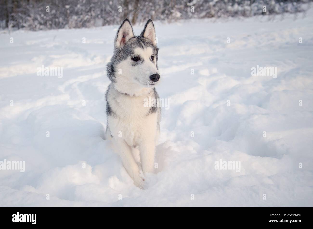 Wunderschöne Husky steht in tiefem Schnee, umgeben von verschneiten Wildnis. Die bewölkte Beleuchtung hebt das dicke Fell des Hundes hervor. Frostiger Hintergrund verstärkt die Ruhe wi Stockfoto