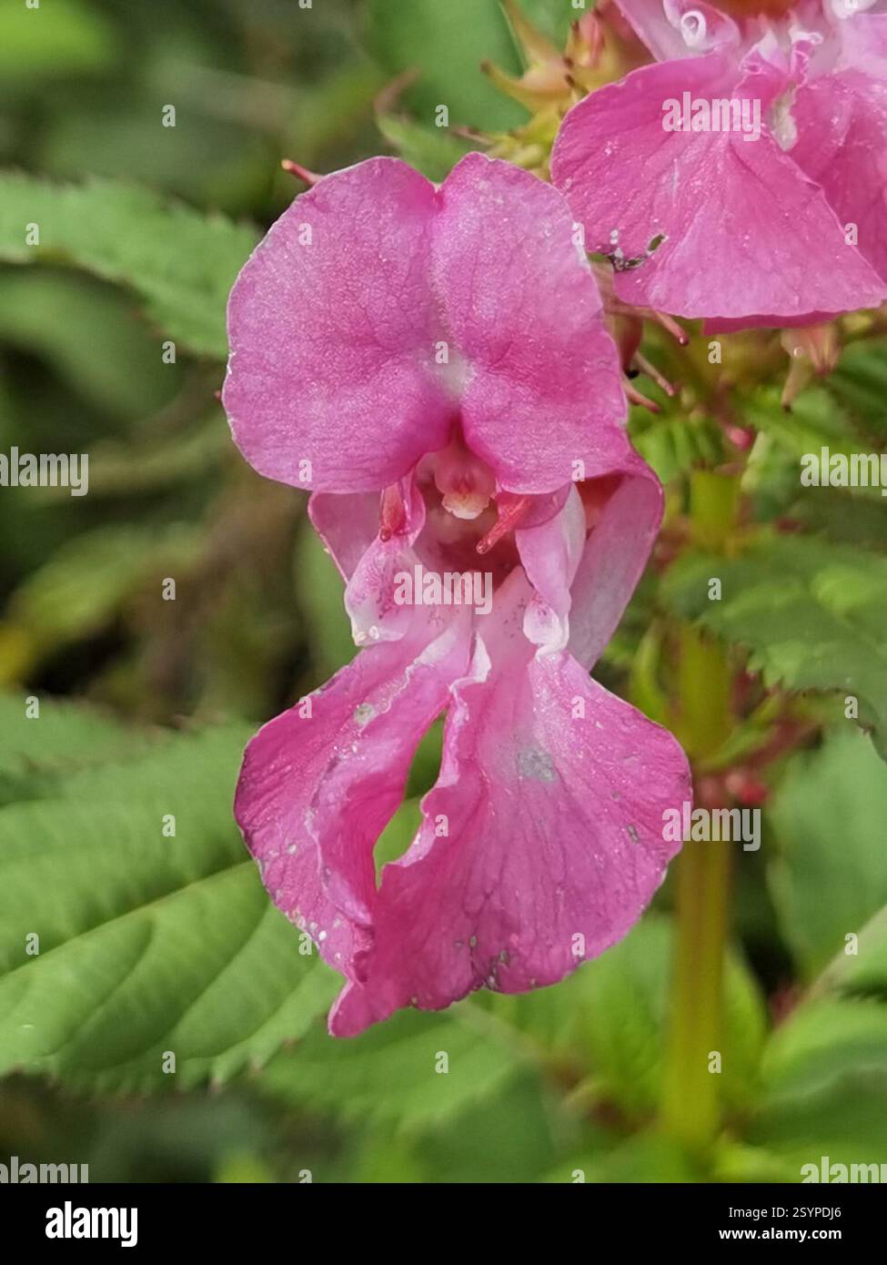 Himalaya-Balsam (Impatiens glandulifera), Plantae, Nörten-Hardenberg, Deutschland, große Population von I. glandulifera, die eine Rodung bedeckte, wurden durch Dürre und rindenbeatles getötet Stockfoto