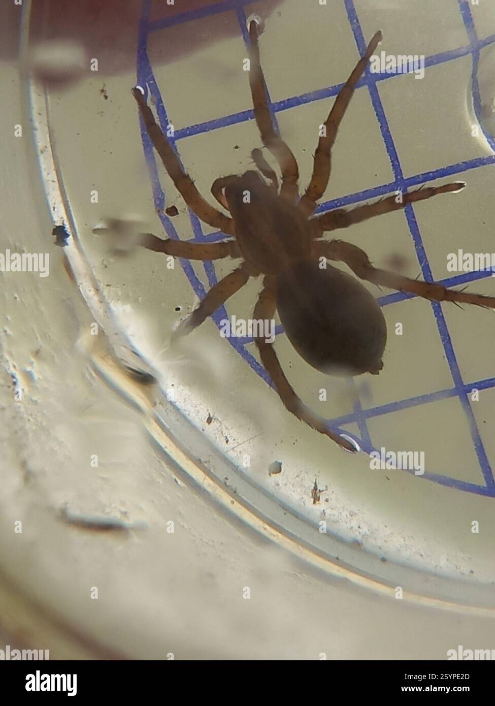 Erdwolfspinne (Trochosa terricola), Arachnida, Bridgwater, Großbritannien Stockfoto