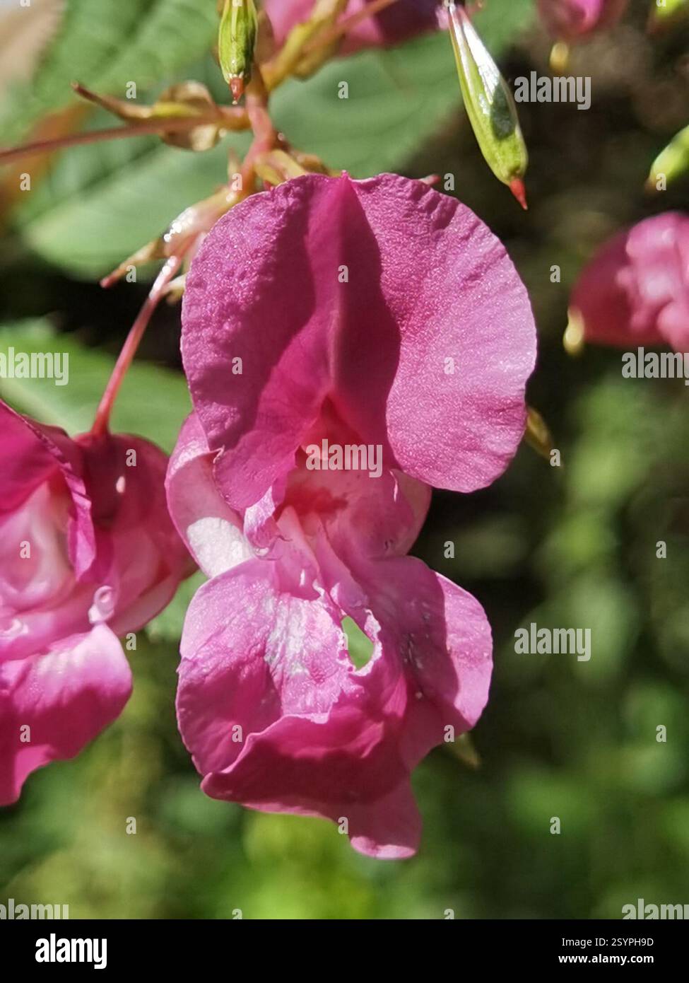 Himalaya-Balsam (Impatiens glandulifera), Plantae, Northeim, Deutschland, I. glandulifera Stockfoto