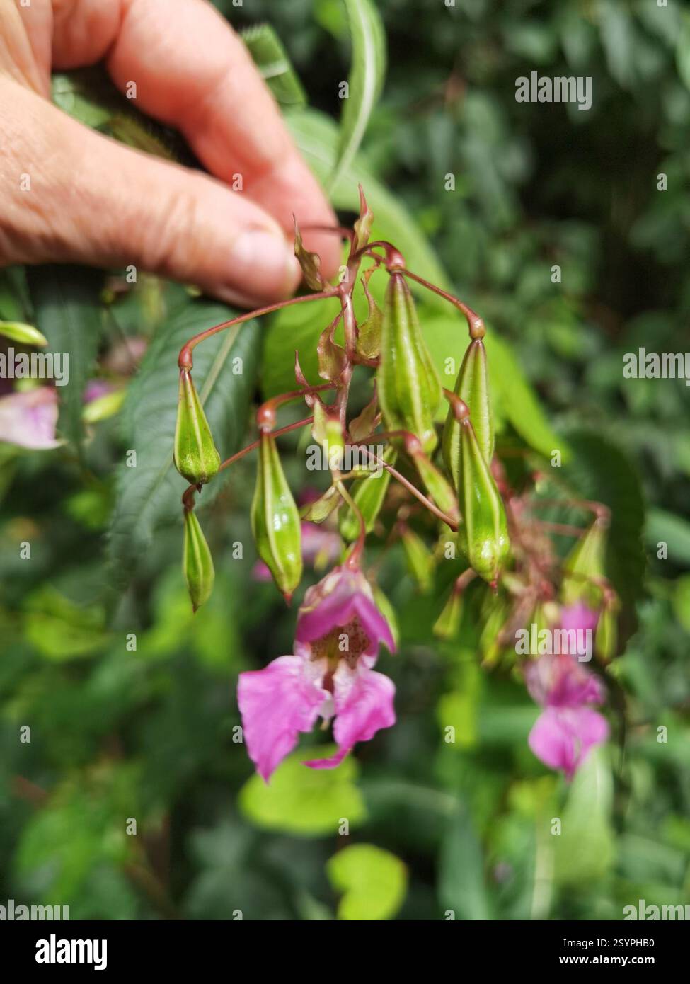 Himalaya-Balsam (Impatiens glandulifera), Plantae, Emilienhofstraße 2, 37154 Northeim, Deutschland, I. glandulifera in der Nähe des Moore Creek Stockfoto