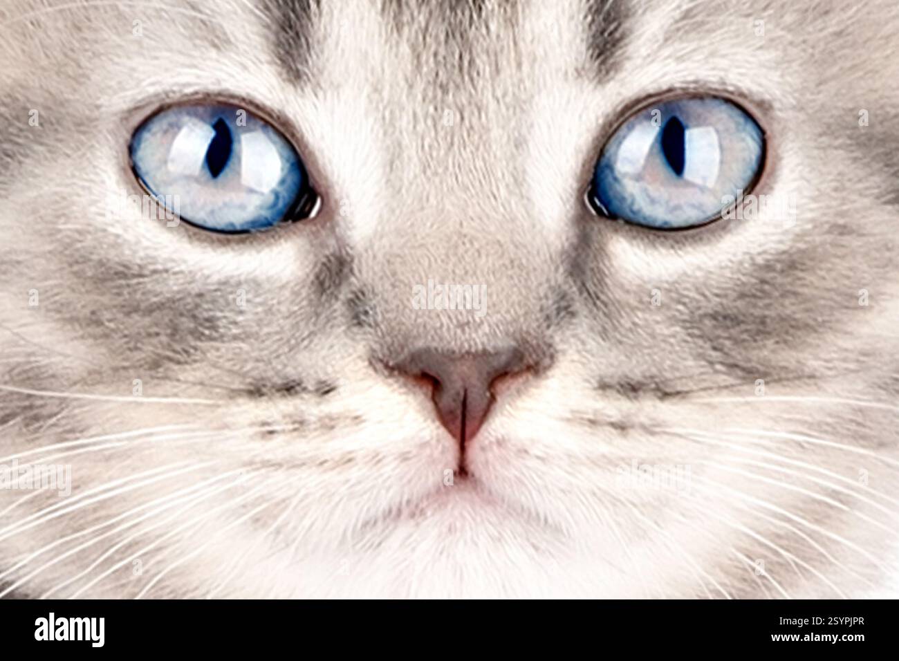 Nahporträt einer blauäugigen Katze. Stockfoto