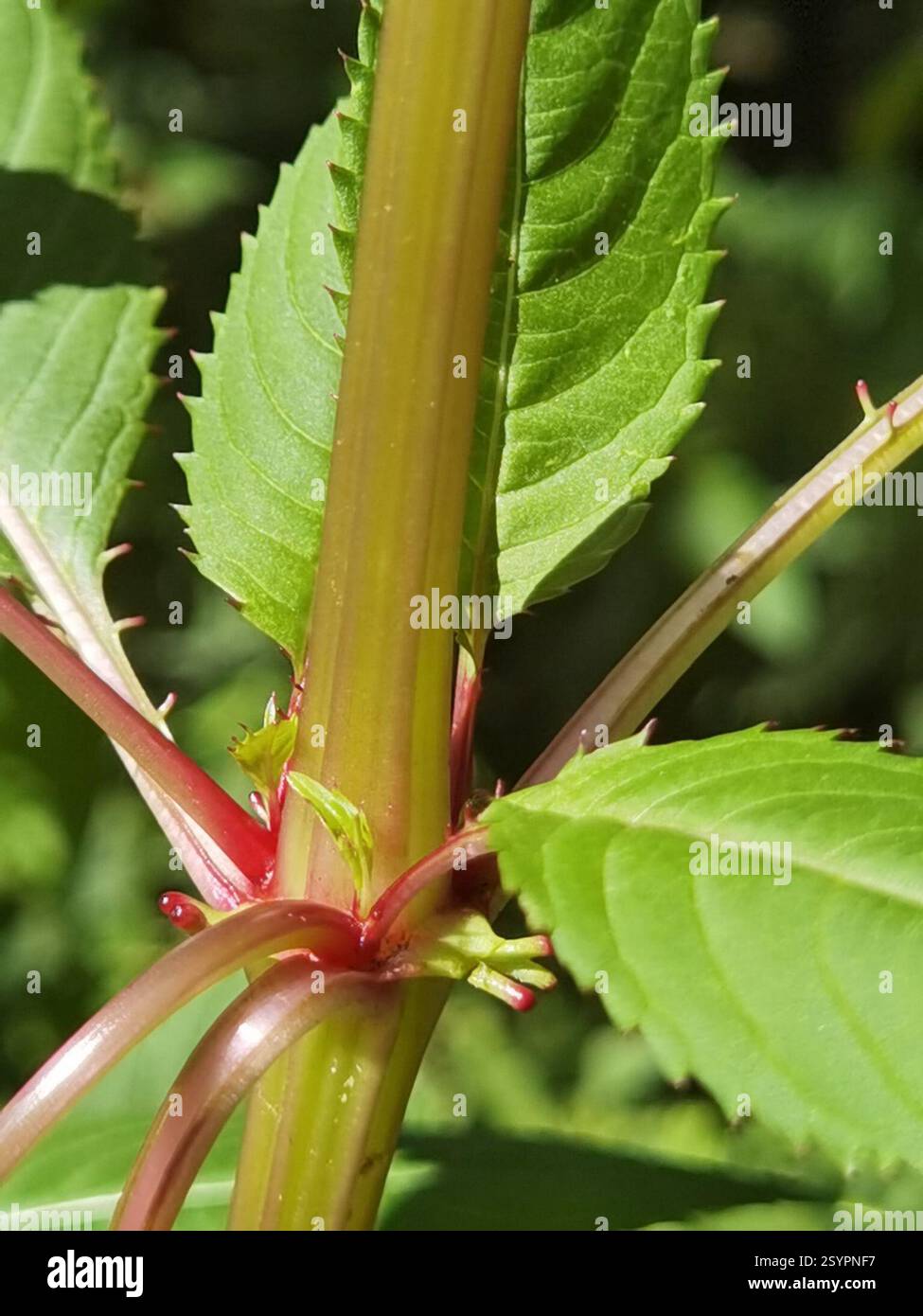 Himalaya-Balsam (Impatiens glandulifera), Plantae, Northeim, Deutschland, I. glandulifera Stockfoto