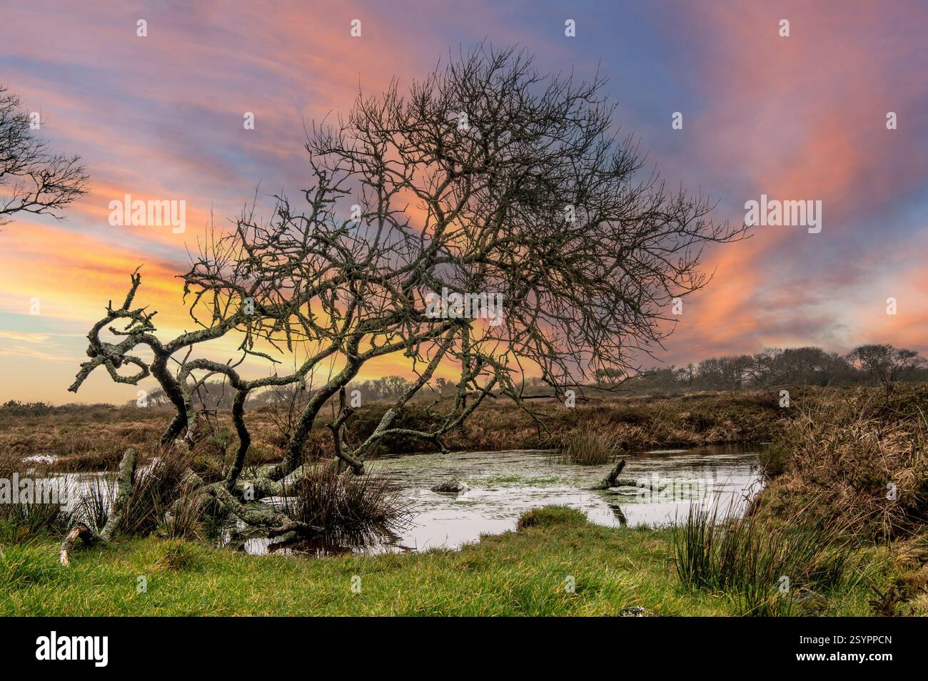 goonhügel bei Sonnenuntergang, Cornwall, England, Großbritannien Stockfoto