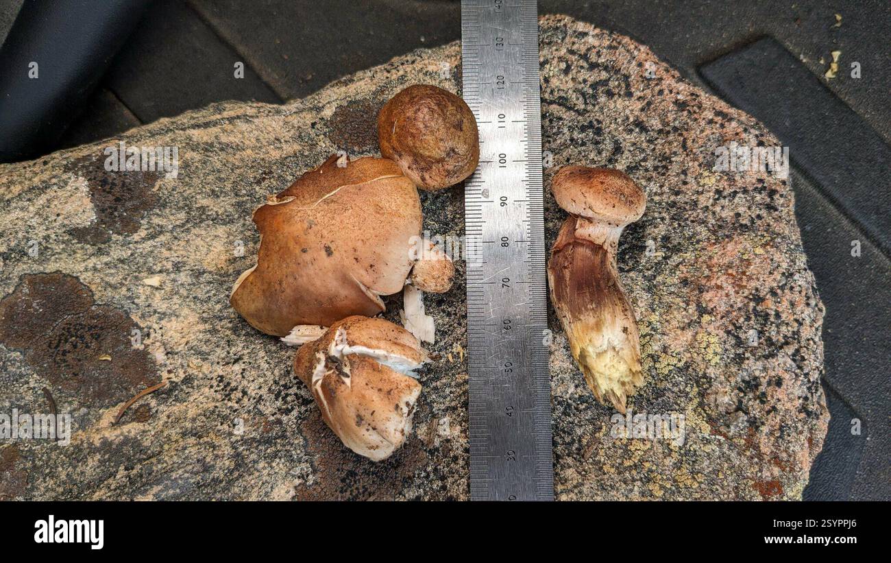 Pilze und Alliierte (Agaricales), Pilze, Huerfano County, CO, USA, 11.200k Höhe, San Isabel National Forest Ecology: wächst in der Fichtenzone in einem Abschnitt von gefällten/verbrannten Baumstümpfen, keine Waldbedeckung, Klumpen zwischen Boden und äußerer Rinde. Mittel: Bodenkappe: Konvexe Kiemen: Überfüllter Stiel: Fibrillöse Sporen Druck: N/A Geschmack: Mild, angenehme Angewohnheit: Gesellig, überfüllt KOH/Blutergüsse/Oxidation: Nicht reaktiv. Mehrere Gruppen dieses Pilzes wurden in einem ca. 3 m großen Gebiet mit den gleichen Anbaubedingungen gefunden. Stockfoto