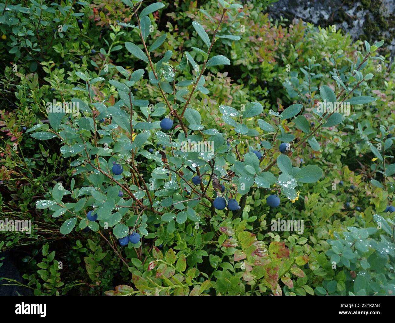 MoorHeidelbeere (Vaccinium uliginosum), Plantae, Kongsberg, Norwegen Stockfoto