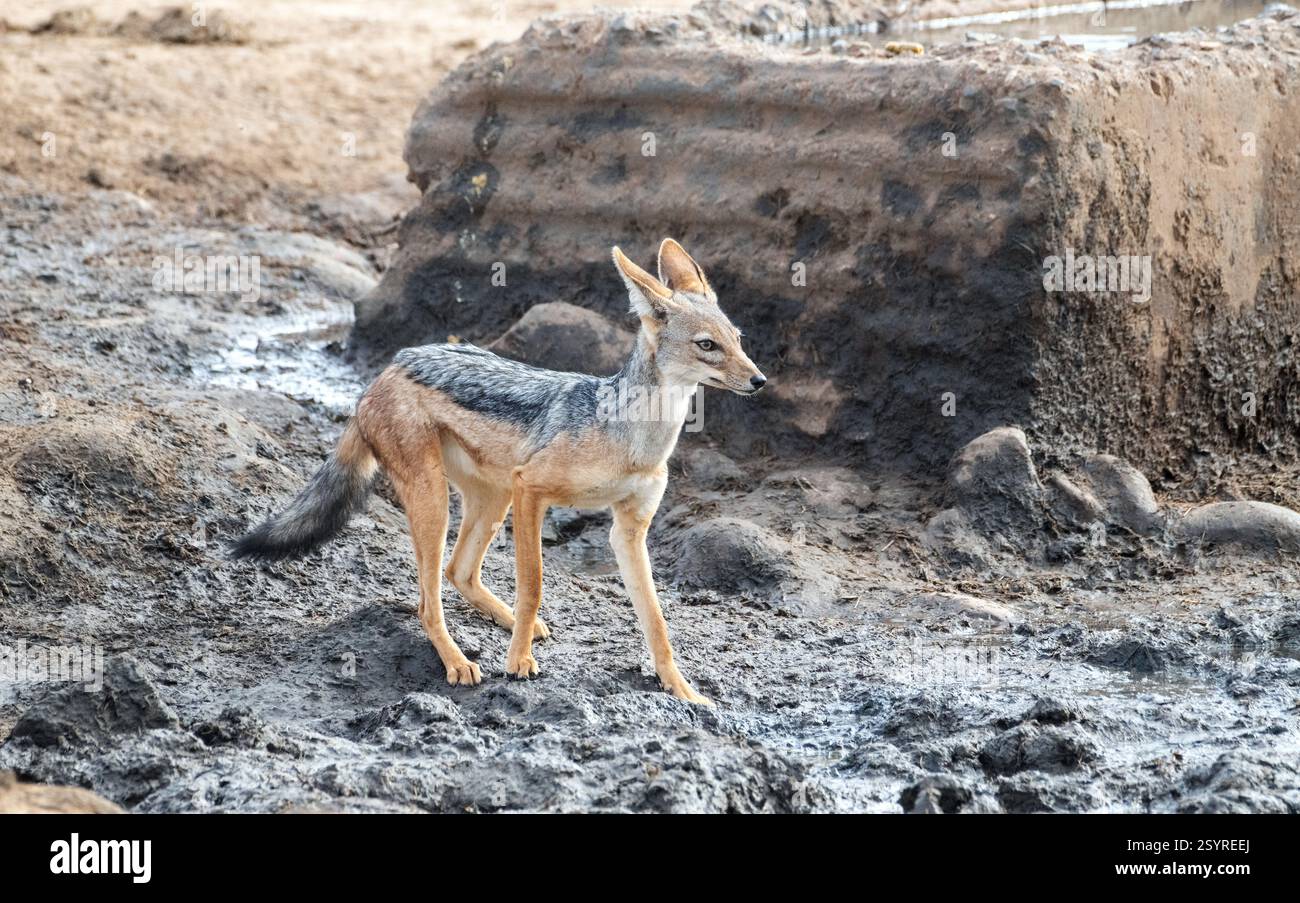 Schwarzschakal (Canis mesomelas) nähert sich einem Wasserloch Stockfoto