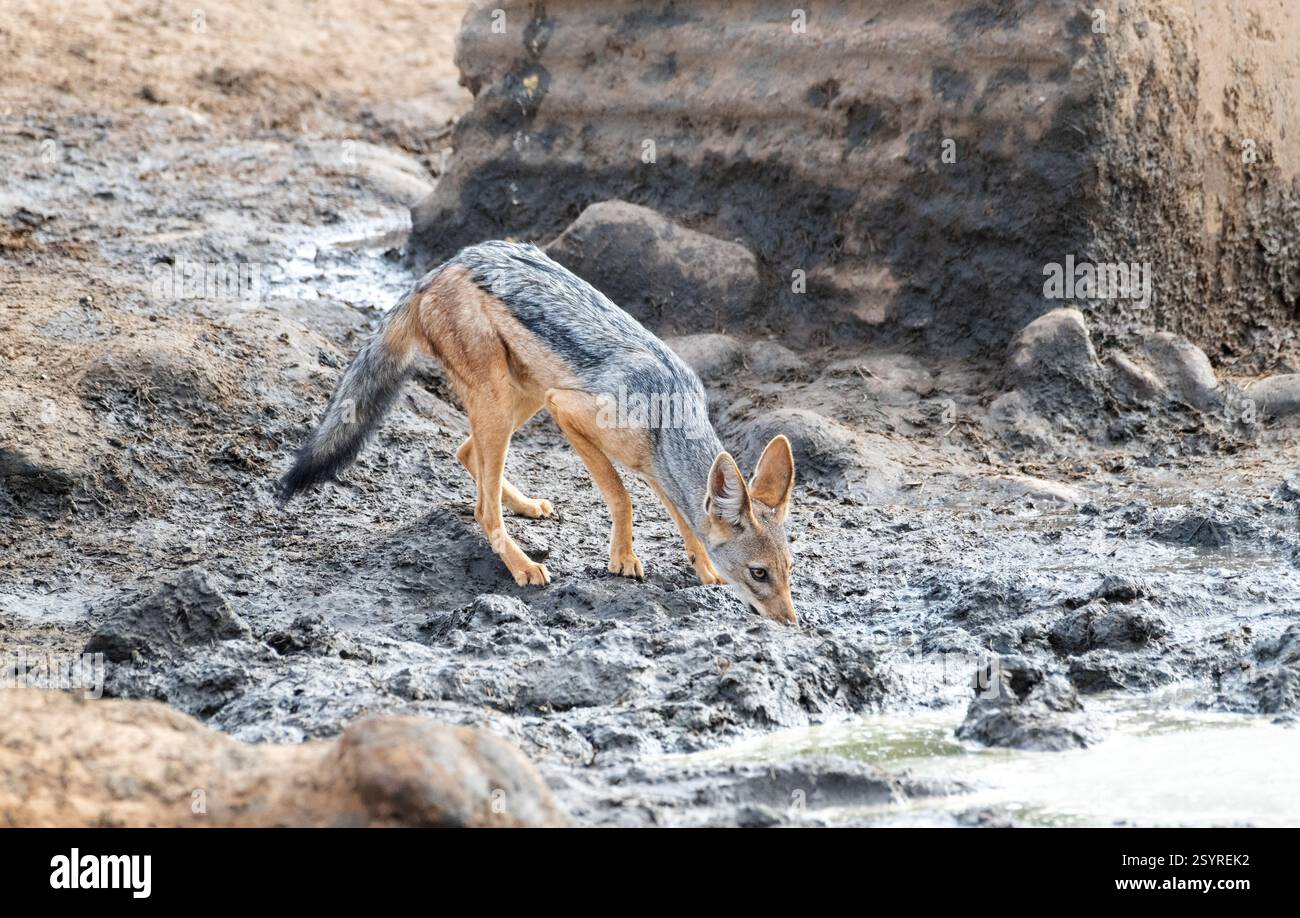 Schwarzer Schakal (Canis mesomelas) an einem Wasserloch Stockfoto